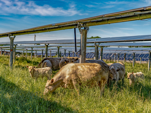 Move over, sheep. Cattle are grazing solar sites, too, and that’s good news for Virginia.
