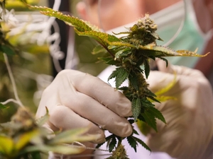 Another year, another Va. retail cannabis market veto leaves businesses, the public with few options