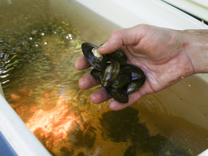 After Ashland dam removal, freshwater mussel species reintroduced to South Anna River
