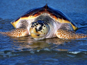 Virginia’s Atlantic coast should be protected, not turned into a sacrifice zone