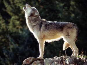 Wolf delisting in Wisconsin: Why Tom Tiffany has been a hindrance and not helpful.