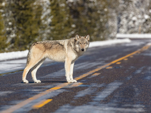 Federal wolf delisting would give management power to the next governor