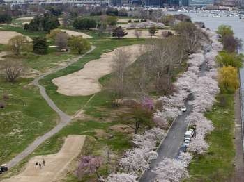 The East Potomac Golf Course during cherry blossom season. The Trump administration has reportedly wanted to close and then revamp the historic site. (Photo courtesy National Park Service)