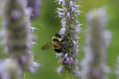 The search for Maine’s missing native bumble bees