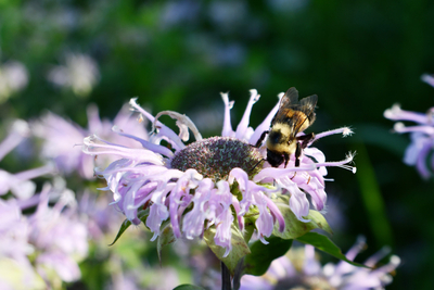 The search for Maine’s missing native bumble bees