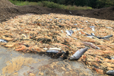 Dead Atlantic salmon washed ashore after a 2021 die-off of farmed salmon stock at a Cooke Aquaculture facility in Maine. Credit: Courtesy of Crystal Canney