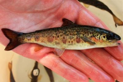 A battle brews over Maine’s salmon farms