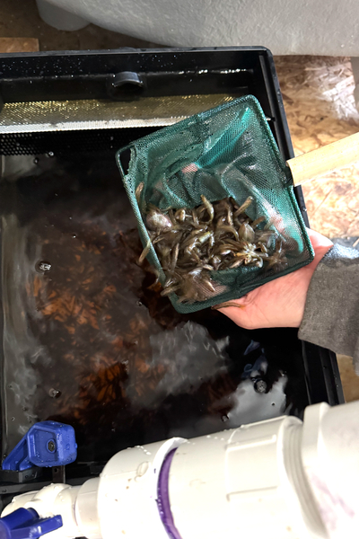 A battle brews over Maine’s salmon farms