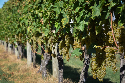 Black women winemakers are breaking tough ground in Maryland