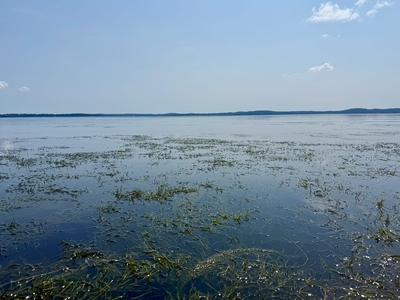 Chesapeake Bay grasses notch best numbers since 2018