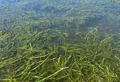 Chesapeake Bay grasses notch best numbers since 2018