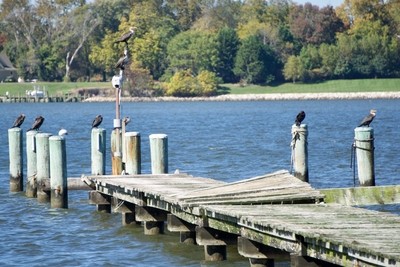 Maryland to open new waterfront park overlooking the Bay Bridge