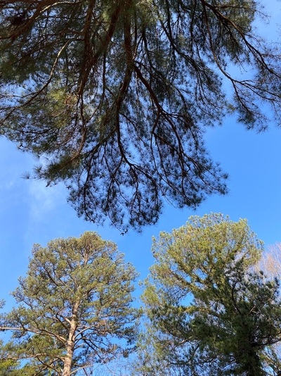 A photo of pine trees against the sky