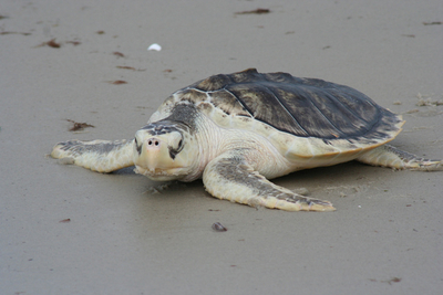 Floundering North Carolina fisheries agency endangers workers and wildlife