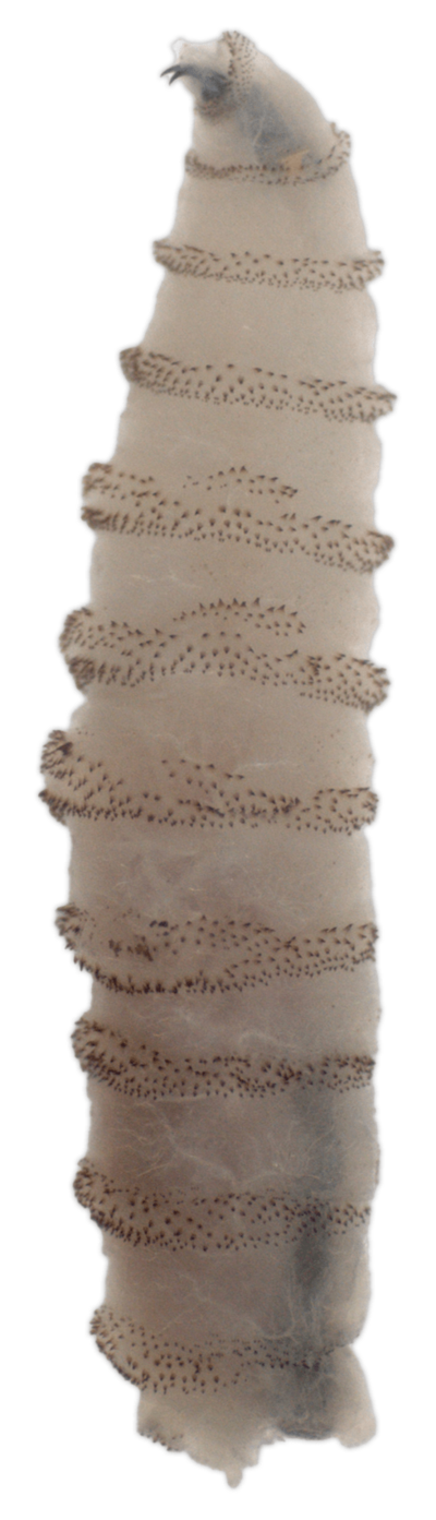 Flesh-eating screwworms head for American livestock