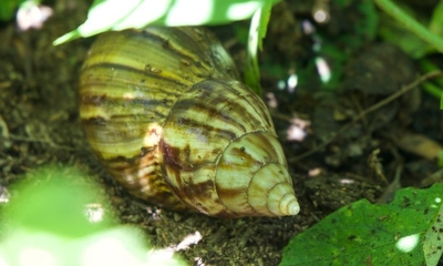 Michigan Invasive Snails Invasive snails that already cost FL $24 million are loose again as ...