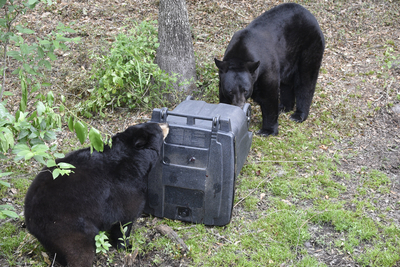 Bill that says it’s OK to shoot bears ‘breaking bad’ fashioned in fiction