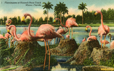 With intervention, flamingos can expand in Florida, UCF research says