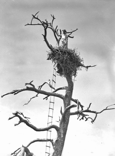 Slipshod investigation of famous Florida eagle’s death ruffles feathers