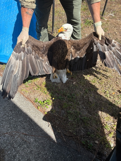 Slipshod investigation of famous Florida eagle’s death ruffles feathers