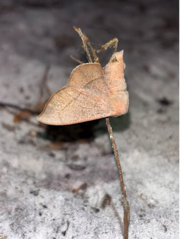 New Florida moth species, thought extinct, turns out to still be fluttering around