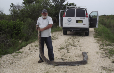Python captures by Florida scientists overshadowed by hoopla over annual amateur contest
