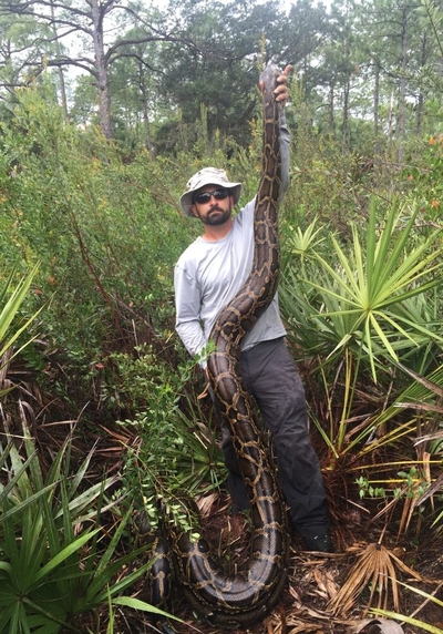 Python captures by Florida scientists overshadowed by hoopla over annual amateur contest
