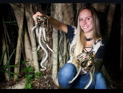 Python captures by Florida scientists overshadowed by hoopla over annual amateur contest