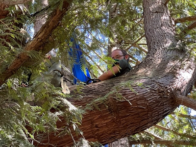 How developers helped shape Seattle’s controversial tree protection ordinance