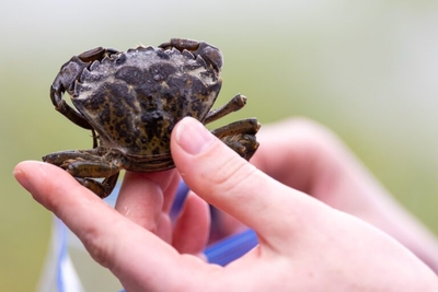 In northwest Washington, invasive green crabs threaten Padilla Bay’s eelgrass