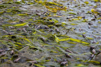 In northwest Washington, invasive green crabs threaten Padilla Bay’s eelgrass