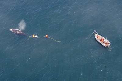 Washington among 4 states with highest rate of whale entanglements, report shows