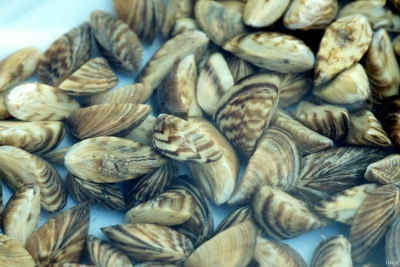 Tiny zebra mussels pose an outsized threat to rivers and lakes. (Amy Benson, Wetland and Aquatic Research Center)