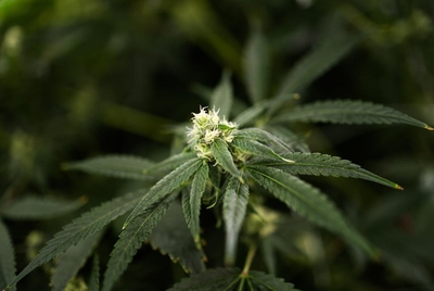 The Texas Original cannabis farm on Sept. 26, 2024. Texas Original is Texas&amp;rsquo; first licensed medical cannabis distributor.
