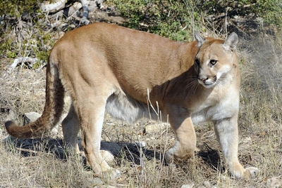 Mountain lions generally are found in remote mountains, canyonlands, or hilly areas with good cover. In Texas, they are found throughout the Trans-Pecos region, the brushlands of South Texas and parts of the Hill Country.