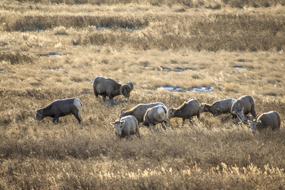 Comment sought on Highway 85 expansion through Badlands, bighorn sheep habitat