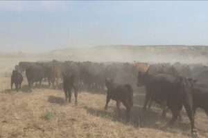 July heat produces ‘flash drought’ with more than half of North Dakota affected