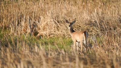Disease outbreak leads officials to curtail some deer hunting in southern North Dakota