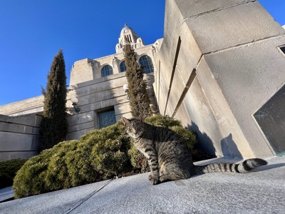 Nebraska’s Capitol Cat bids farewell to constituents, retreats to private life