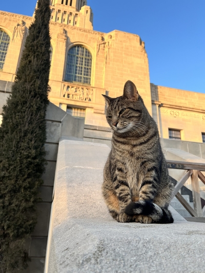 Nebraska’s Capitol Cat bids farewell to constituents, retreats to private life