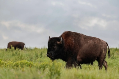 Over 2,000 bison, also known as American buffalo, roam in the Joseph H. Williams Tallgrass Prairie Preserve in Osage County on June 3, 2026, in Pawhuska, Oklahoma. Heather Diehl/ Getty Images via Grist