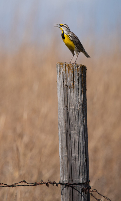 Nearly $19M to help save Nebraska prairie, state bird, dancing chickens&nbsp;