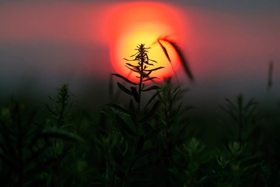 The sun rises over the Joseph H. Williams Tallgrass Prairie Preserve in Osage County on June 03, 2026 in Pawhuska, Oklahoma. (Heather Diehl / Getty Images via Grist)