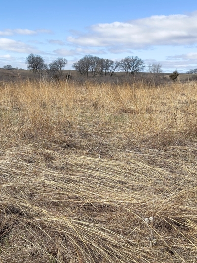 Trees grow along the Spring Creek Prairie Audubon Center on March 18, 2024 near Lincoln, Nebraska. The Center works to conserve the tallgrass prairie ecosystem and associated wildlife. (David Madison / Getty Images via Grist)