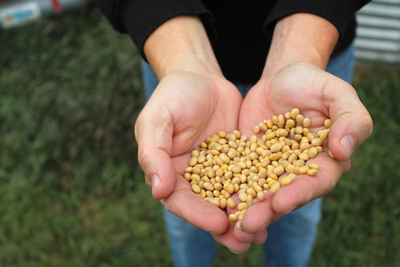 Tyler Stafslien shows off his soybeans at his Ryder, North Dakota farm