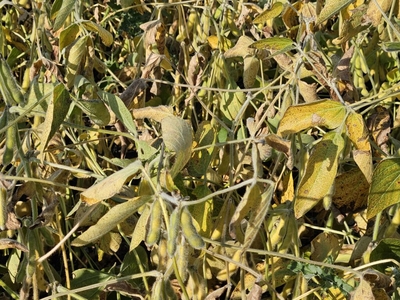 Soybeans in a Cass County, North Dakota, field on Sept. 10, 2025, turn color as harvest approaches. (Photo by Jeff Beach/North Dakota Monitor)