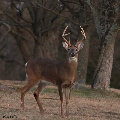 Deer farm herd killed to stem spread of ‘zombie’ deer disease in Kentucky. Now what?