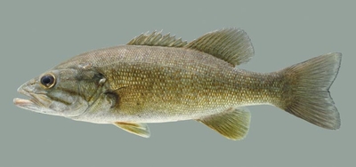 A few streams are freed from low head dams but many more remain in Kentucky