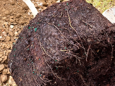 Helping trees — and Louisville — outrace climate change