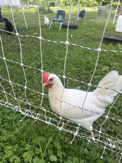 New chicken processing waiver will keep small KY farmers from running afoul of the law